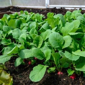 Instructions for growing radishes in a greenhouse in winter for sale and the profitability of this business