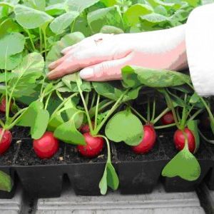 Instructions for growing radishes in a greenhouse in winter for sale and the profitability of this business