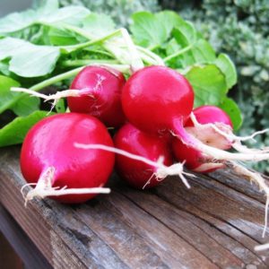 Instructions for growing radishes in a greenhouse in winter for sale and the profitability of this business