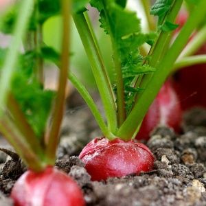 Instructions for growing radishes in a greenhouse in winter for sale and the profitability of this business