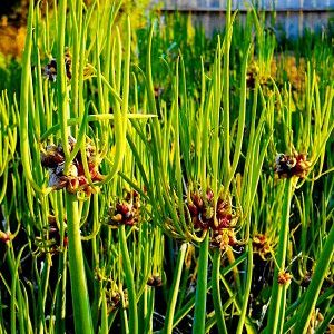 Choosing which onion to plant on greens before winter and plant it correctly
