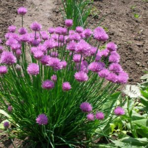Choosing which onion to plant on greens before winter and plant it correctly