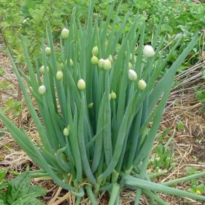 Choosing which onion to plant on greens before winter and plant it correctly