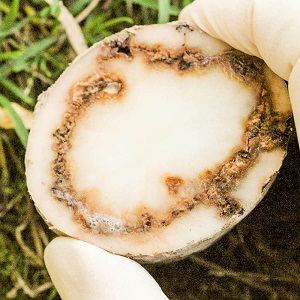 What is ring rot of potatoes and methods of dealing with it