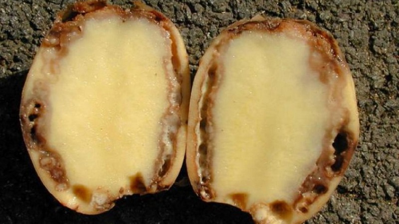 Detailed descriptions and effective treatments for potato diseases