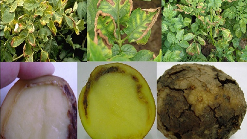What is ring rot of potatoes and methods of dealing with it