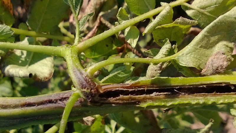 What is ring rot of potatoes and methods of dealing with it