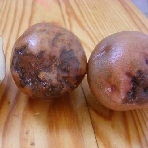What is ring rot of potatoes and methods of dealing with it