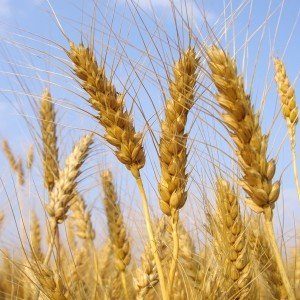 Stages of sowing winter wheat and further planting care