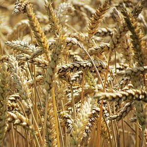 Stages of sowing winter wheat and further planting care