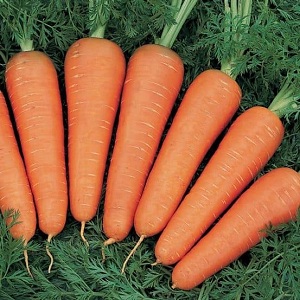 How much starch is in carrots