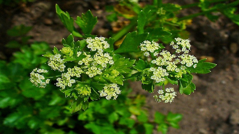What is celery: overview, rules of use and cultivation technology