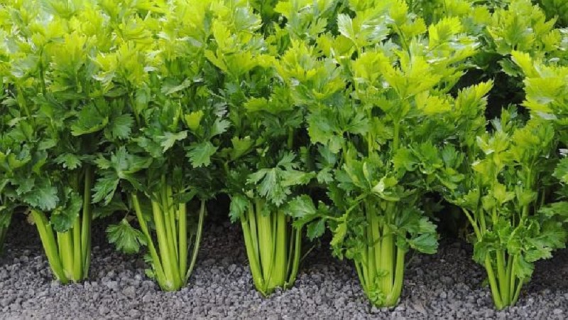 What is celery: overview, rules of use and cultivation technology