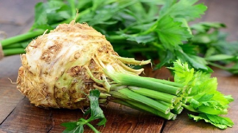 What is celery: overview, rules of use and cultivation technology