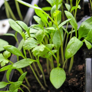 A beginner gardener's guide to growing parsley