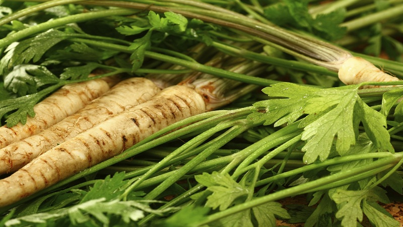 A beginner gardener's guide to growing parsley