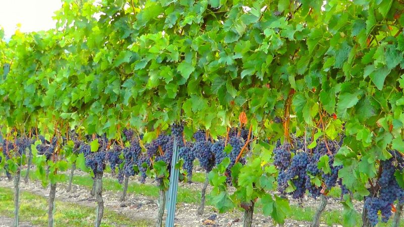 Description of the most delicious grape varieties
