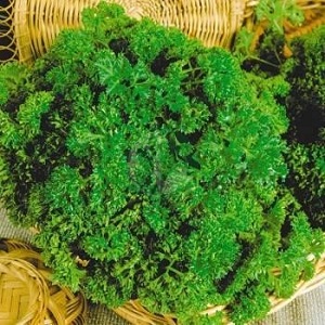 What is the name of curly parsley
