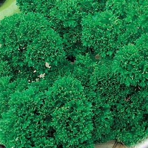 What is the name of curly parsley