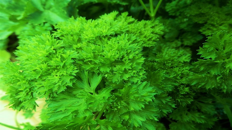 What is the name of curly parsley