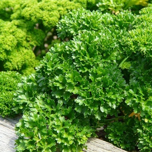 What is the name of curly parsley