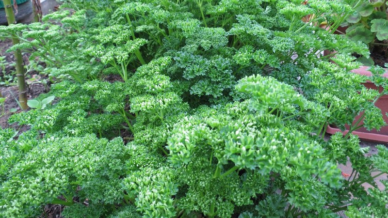 What is the name of curly parsley