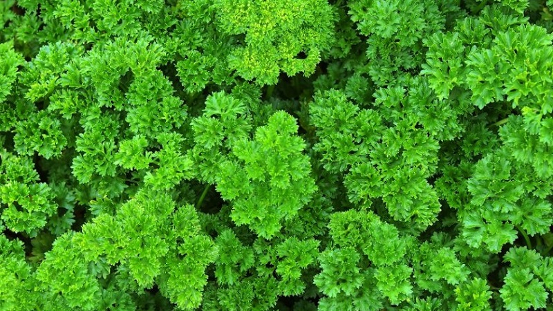 What is the name of curly parsley