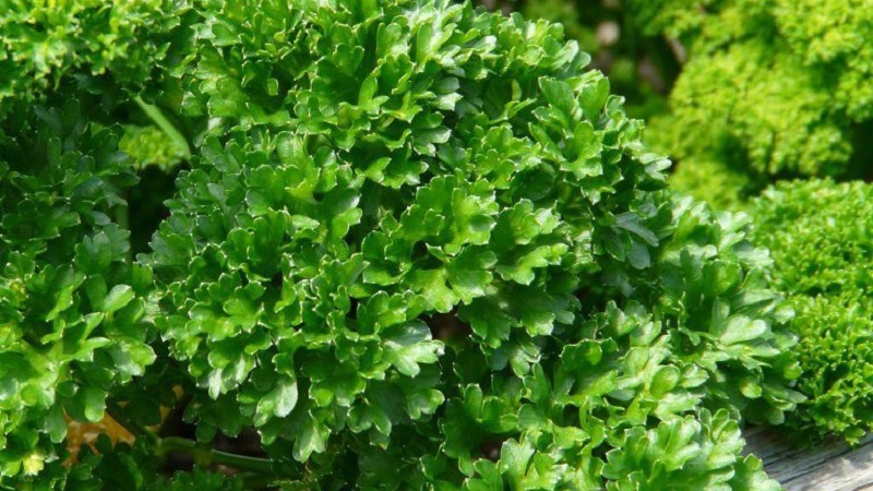What is the name of curly parsley