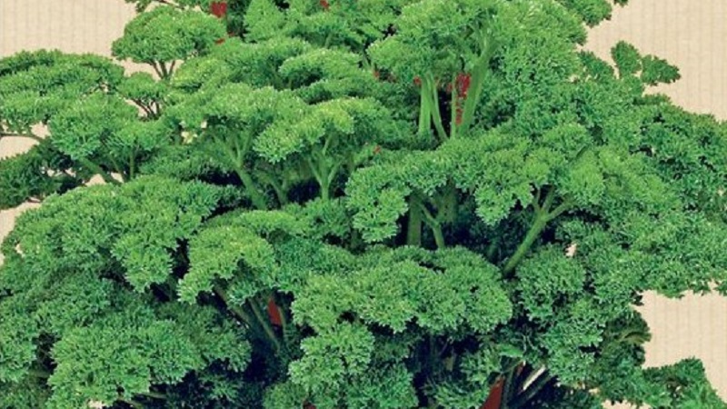 What is the name of curly parsley