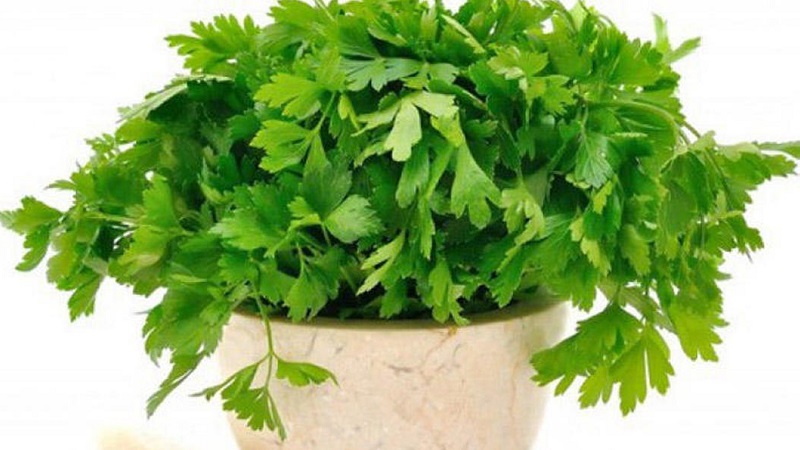 How to take parsley for weight loss: the best fat burning recipes