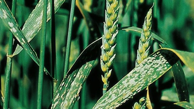 Why is wheat smut dangerous and how to deal with it