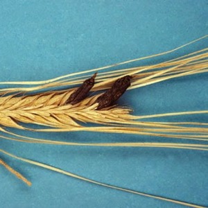 Why is wheat smut dangerous and how to deal with it