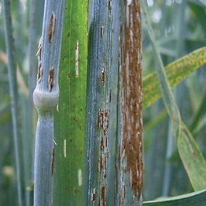 Why is wheat smut dangerous and how to deal with it