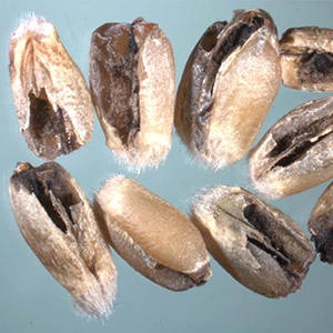 Why is wheat smut dangerous and how to deal with it
