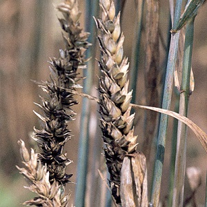 Why is wheat smut dangerous and how to deal with it