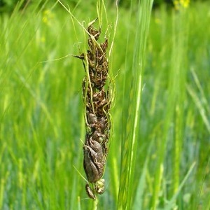 Why is wheat smut dangerous and how to deal with it