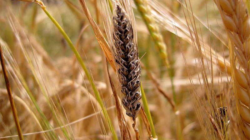 Why is wheat smut dangerous and how to deal with it