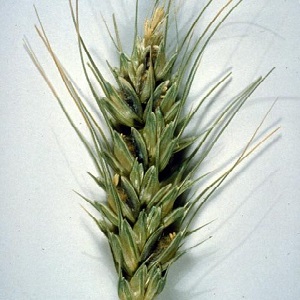 Why is wheat smut dangerous and how to deal with it