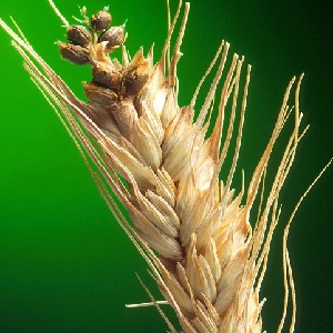 Why is wheat smut dangerous and how to deal with it