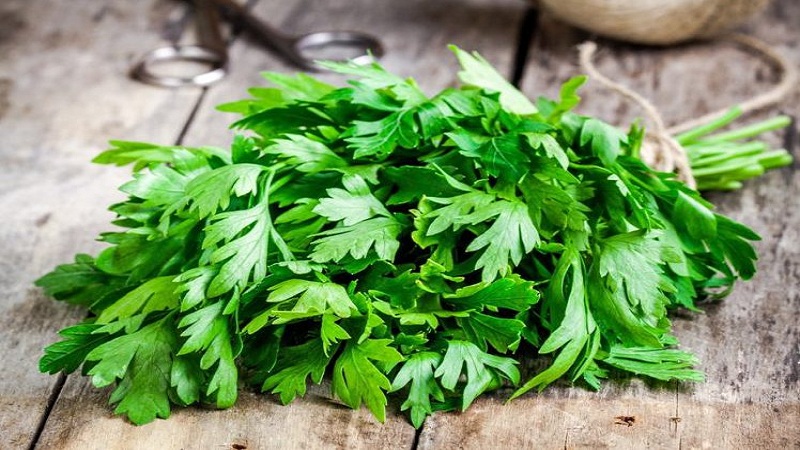 Review of the best varieties of parsley and their varieties