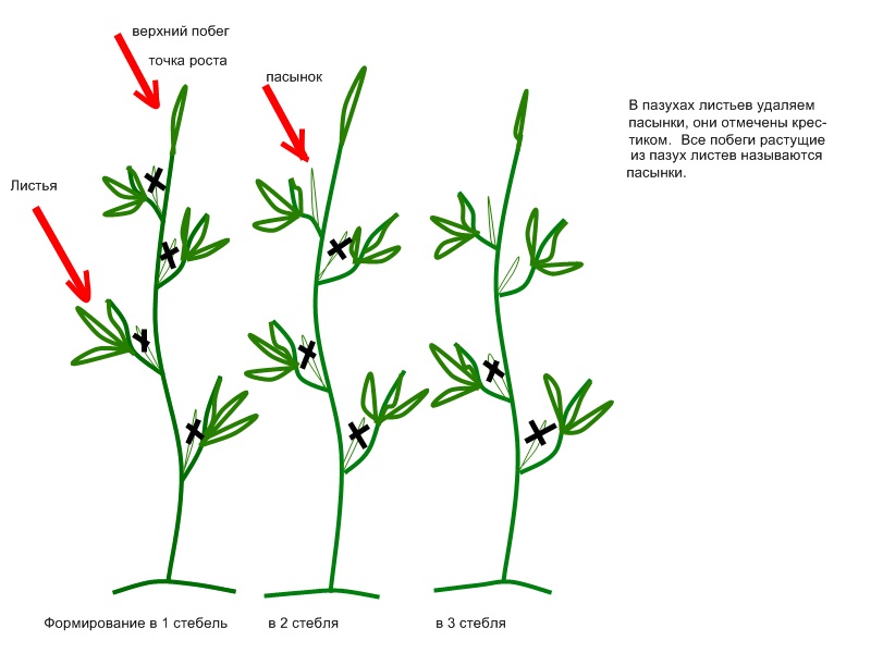 Do I need to pinch bell peppers: pros and cons, a guide to the correct formation of a bush