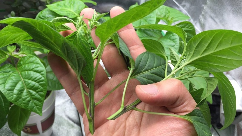 Do I need to pinch bell peppers: pros and cons, a guide to the correct formation of a bush