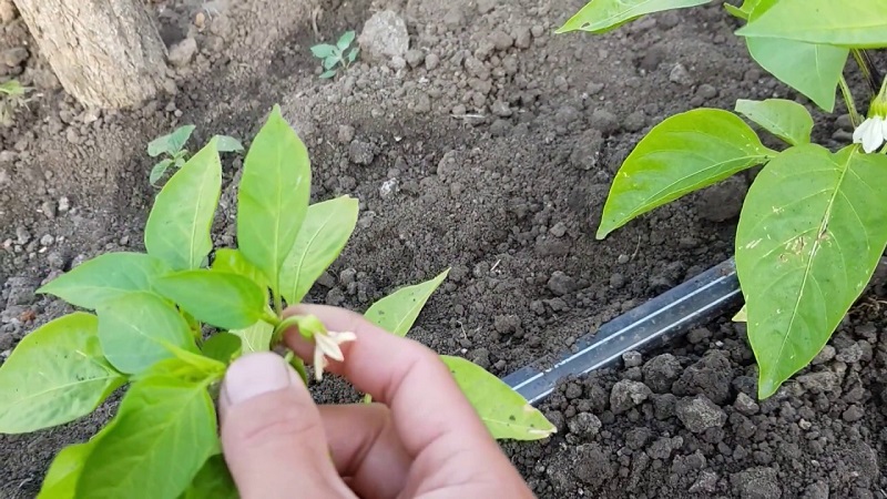 Do I need to pinch bell peppers: pros and cons, a guide to the correct formation of a bush