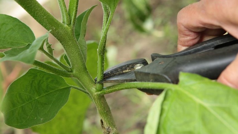 Do I need to pinch bell peppers: pros and cons, a guide to the correct formation of a bush