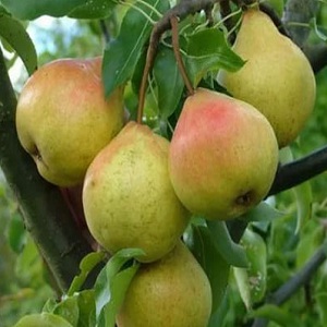Overview of pear varieties Osennyaya Yakovleva: advantages, disadvantages, nuances of growing