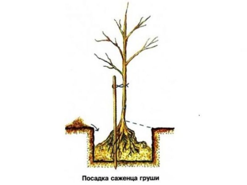 Overview of pear varieties Osennyaya Yakovleva: advantages, disadvantages, nuances of growing