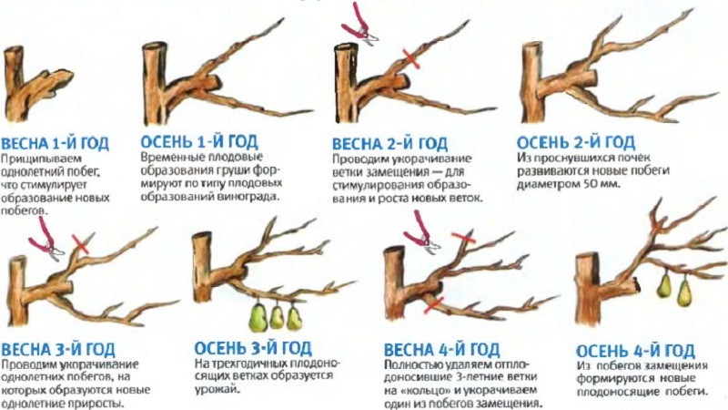 Overview of pear varieties Osennyaya Yakovleva: advantages, disadvantages, nuances of growing