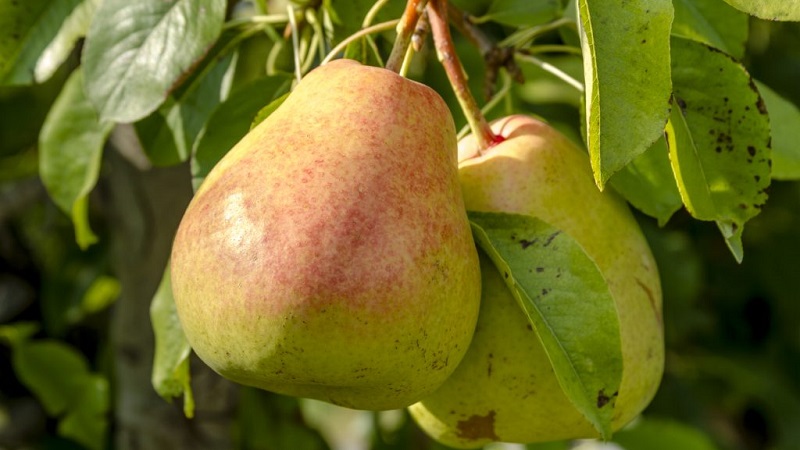 Overview of pear varieties Osennyaya Yakovleva: advantages, disadvantages, nuances of growing