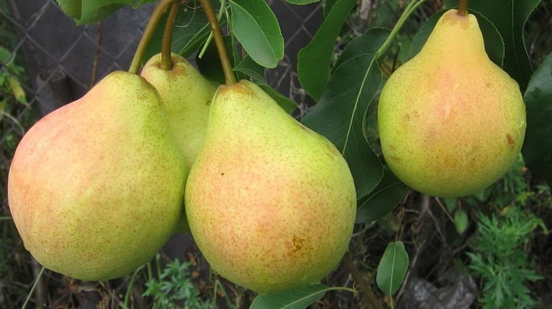Overview of pear varieties Osennyaya Yakovleva: advantages, disadvantages, nuances of growing