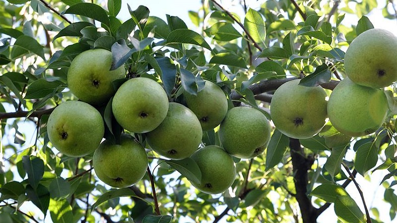 Overview of pear varieties Osennyaya Yakovleva: advantages, disadvantages, nuances of growing